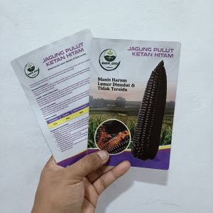 benih jagung hitam lumer dari jepang asli k masan pabrik