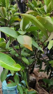 Pestisida Nabati Chloe Gardening Solution 500ml Organik Basmi Hama Tanaman