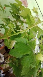 BIBIT ANGGUR IMPORT EVEREST CEPAT BERBUAH SIAP KIRIM