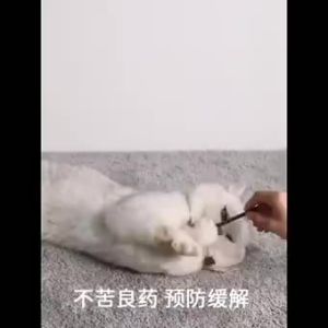 FOLOPETS กัญชาแมว กันชาแมว กัญชาเเมว แคทนิป แคทนิปบอล เป็นสมุนไพรที่มีกลิ่น ช่วยให้น้องเหมียว ฟิน สดชื่น ผ่อนคลาย อารมณ์ดี บรรจุ 1 ชิ้น/บรรจุ 5 ชิ้น