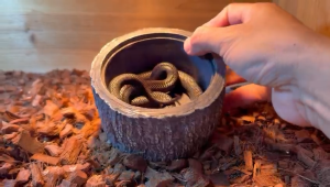 Creepy crawlies Reptile Shelter leopard gecko hide fat tai colubrid snake corn snake king snake humid hide