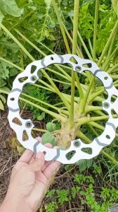 Đĩa thắng trước xe Raider 150 kiểu hoa văn đen