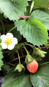 Bibit Strawberry Jumbo Manis Cepat Berbuah