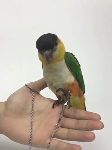 สายจูงนก โซ่นกแก้ว โซ่คล้องขานก โซ่สำหรับยืนบนคอน มีห่วงขานก ห่วงขานกแก้ว