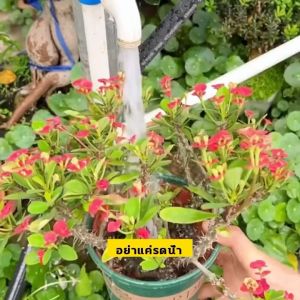 7วันรากเน่าหยั่งรากใหม่ 100% น้ำยาเร่งราก 500ml เยียวยาด่วน รากไม่เผา ปริมาณสารอาหารสูง ใช้ได้พืชทุกชนิด แก้ปัญหาเช่นรากเน่า ผงเร่งรากพืช ผงเร่งราก ยาเร่งรากและใบ น้ำยาเร่งรากใบ น้ำยาเร่งรากต้นไม้