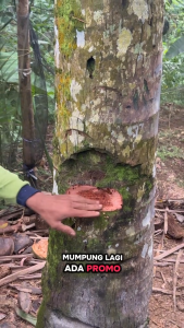 Kapak & Pisau Dapur Berkualitas: Tips & Trik