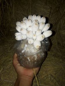 เห็ดโคนน้อย 50 ก้อนขายดีดอกสวยอร่อยหวานกรอบ