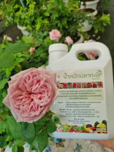 น้ำหมักปลาทะเลสูตรเข้มข้น บำรุงใบ ดอก ช่วยให้ติดผล ใช้ได้ทั้งดอกไม้ ต้นไม้และผักสวนครัว