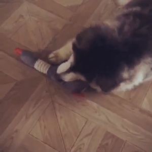 Đồ chơi vịt bằng bông có kèn kêu cho Chó Mèo (mẫu mới) - Love Pets Shop