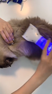 การประกันคุณภาพ หวีไฟฟ้ากำจัดเหา เครื่องกำจัดเหา หวีดูดเหา  ใช้ได้ทั้งคนและสุนัข เสียบไฟบ้านใช้งานได้ทันที Vacuum comb Petsz