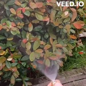 หัวปรับฉีดสวนผลไม้ต้น ไม้ปืน ฉีดเครื่องกำจัด ผึ้ง ผู้ใช้งาน