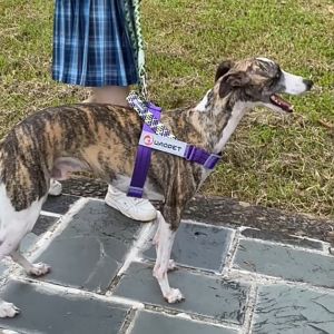 Reflective Nylon Dog Collar Adjustable Durable Safety Pet Collar with Quick Release Buckle for Small Medium Large Dogs