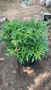 Cây Ớt Hiểm - Tổng thể tầm 30-40 cm - Xum xuê - Sắp trái hoặc đang trái!