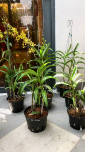 Hoa Lan Dendro Nắng Pensoda Đệ Nhất Hoa Thơm – Pensoda Hương Ngọt Ngào Bền Lâu - MAI HUY