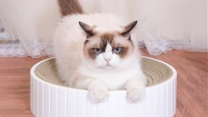 เปลี่ยนกระดาษลูกฟูก เพื่อลับเล็บแมว ที่ลับเล็บแมว ทรงกลม ที่ฝนเล็บแมว