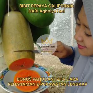 AghniyaTani - Biji Bibit Pepaya California - 1gr 2gr 5gr & 10gr -+ (50 100 250 500 Butir) Benih Pepaya Unggul CALIFORNIA Kalifornia Calina - PEPAYA biji Lokal Seed - GARANSI TUMBUH - kualitas mutu Terjamin