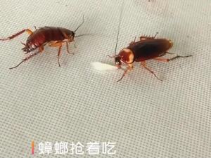 Nexlent Cockroach Gel Bait Killer Insect Pesticide Control Powder Killing Trap Insecticide Repellent Bugs