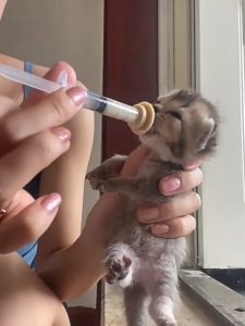 Pet Feeding Miracle Nipples for Kitten Puppy with 1ml/3ml/5ml/10ml Pet Handfeeding Syringe