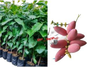 bibit tangkil melinjo tinggi 20-40cm siap tanam