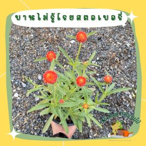 ต้นบานไม่รู้โรย สตอเบอรี่  ในถุงเพาะ 5.5นิ้ว ส่งพร้อมถุงเพาะ