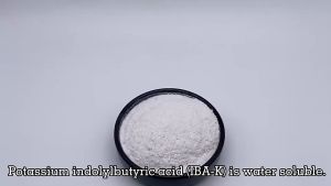 Siêu kích rễ Auxin IBA-K 98% điều hòa sinh trưởng - tan trong nước