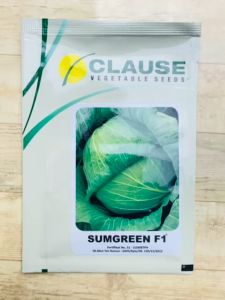 Benih KUBIS tahan musim hujan SUMGREEN F1  kemasan 10gr dari MIKADO