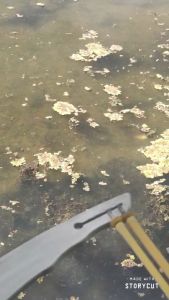 ปลาบนบกเลนสอนกับมองใส จัดเห็นตัวปลาใต้น้ำได้ชัดเจน ใส่ได้ทั้งวันฟ้ามืดไม่มีใช้ได้ดี