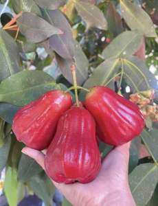 ต้นชมพู่ทับทิมจันทร์ ❤️ หวานกรอบอร่อยได้ที่บ้าน ออกผลไวมาก 7-8 เดือน เริ่มออกผล ต้นแข็งแรง สูง 50-70 ซม. ปลูกง่ายโตไว ได้ทานผลจริง ระหว่างขนส่งสินค้าเสียหาย เครมฟรีค่ะ มีบริการหลังการขาย