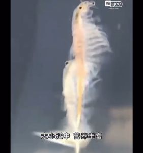 YEE Premium Fresh Brine Shrimp Artemia Liquid Prefect Fish Food Natural Food