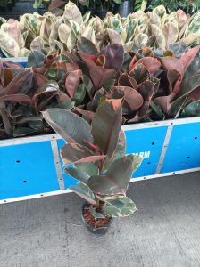 ยางอินเดีย Moraceae ด่างขาว/ชมพู/ดำ 30เซน++