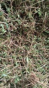 1kg cây bọ mắm sấy khô