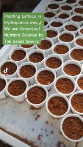 Hydroponics Nutrient Solution A and B 500ML/1LITER - Free 4Packs Seeds
