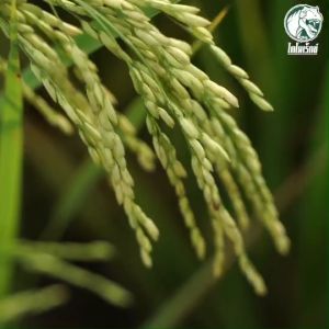 ฮิวมิกยางพารา เพิ่มน้ำยาง %เยอะขึ้น หน้ายางนิ่มขึ้น แก้ปัญหาดินเสีย ปรับสภาพดิน เร่งราก แตกแขนงดี โตไว แตกยอด แตกกิ่ง ทาร์โบ ฮิวมิก ตราไดโนเร็กซ์ ขนาด 1 KG