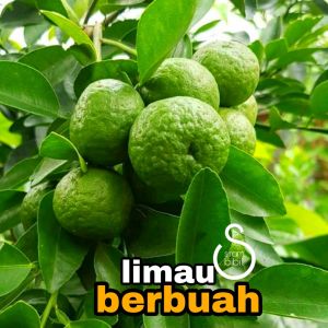bibit jeruk limau sudah berbuah  // bibit jeruk sambal keadaan berbuah // jeruk limau okulasi