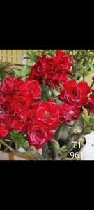 Adenium Kemboja Bonsai ID 961/富贵花