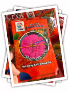 Hạt Giống Cúc Lá Nhám Lùn Holi ZIN303 (hồng) PHƯỢNG HOÀNG (Gói 100 hạt) - Date mới Tết 2027