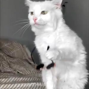 Mắt Kính Thời Trang Cho Chó Mèo - Phụ Kiện Thời Trang Chó Mèo