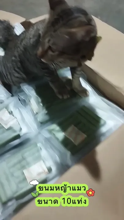 Boqi Factory ขนมหญ้าแมวช่วยขัดฟัน Catnip Sticks