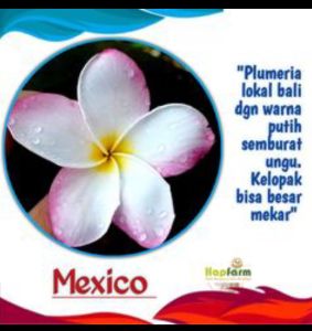 BIBIT CUTTIG PLUMERIA KAMBOJA BALI MEXICO JEPUN BALI FRANGIPANI