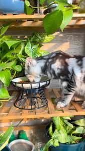 【Malaysia Ready Stock】Cat Lift Bowl With Metal Stand Pet Ceramic Food Snacks Feeding Elevated Feeder Kitten Puppy Dish Dog Supplies Accessories 陶瓷铁架碗