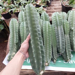Tanaman hias kaktus koboi ukuran 30-50cm / kaktus belimbing