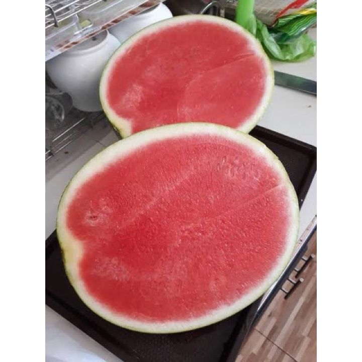 เมล็ดแตงโมไร้เมล็ด เนื้อสีแดง บรรจุ 10 เมล็ด อัตราการงอก 85%