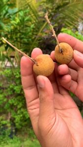 KLENGKENG NEW KRISTAL | Cepat Berbuah | Berbuah Di Dalam Pot | BIBIT OKULASI / SAMBUNG PUCUK