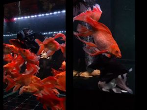 Thức ăn kích màu đỏ cá chép sư tử phi tần | Đạm 36% | Hỗ trợ tăng sắc tố đỏ | Không gây đục nước