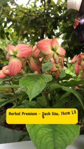 SẢN PHẨM TỐT 2025 NƯỚC GIẶT XẢ SINH HỌC HERBAL PREMIUM HƯƠNG NƯỚC HOA TÚI LỚN 3000ml.