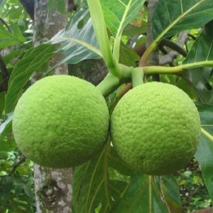 Bibit Tanaman Buah Sukun Murah dan Cepat Berbuah