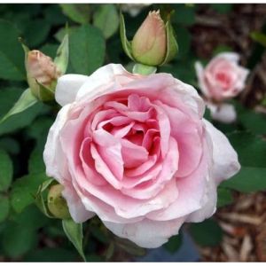 PROMO isi 10 butir benih mawar EMMA PARFUM ROSE IMPORT