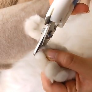 [ GIẢM 34%] Bộ Kìm Cắt Móng Kèm Dũa Cho Chó Mèo dùng để cắt móng cho thú cưng tránh hiện tượng các móng quá nhọn gây nguy hiểm size 16.8x6.5cm Màu Xanh & Hồng Chăm Sóc Sức Khỏe Thích Hợp Cho Pet Nhà Bạn