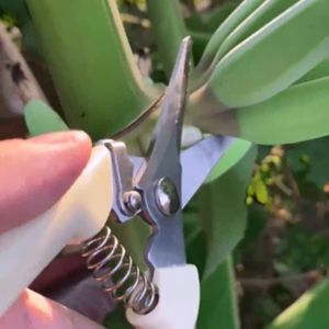 Pruning Shears Gardening Tools Pruner Cut Fruit Picker Garden Bonsai Tools
