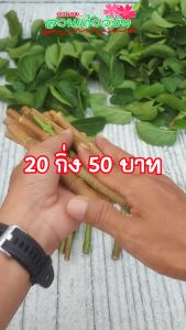 กิ่งเพรมน่า สำหรับทำบอนไซ กิ่งเพรมน่าไต้หวันใบเขียว ตัดคละไซด์ 1 ชุด 20 กิ่ง และแถมกิ่งขนาดต่างๆไปด้วยคับ